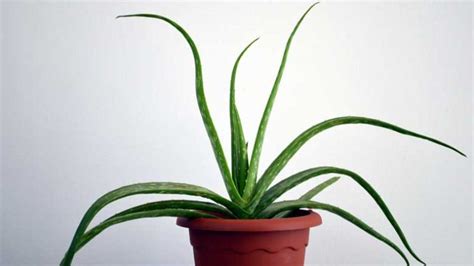 How To Revive A Dying Aloe Plant Problems How To Fix Them