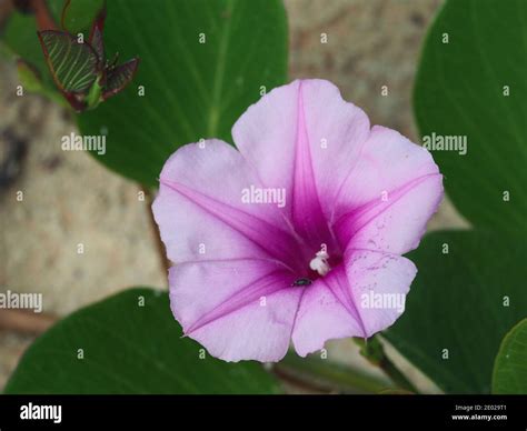 Pink And Purple Morning Glory Flowers Or Railroad Vine In Bloom On An