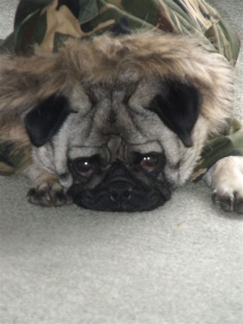 Mad Face Pug Dog Madface Angry Cute With Images Puppy Finder