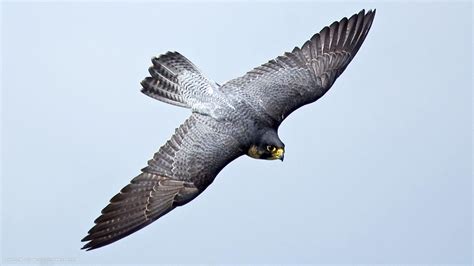 Falcon Bird Wallpapers Top Free Falcon Bird Backgrounds Wallpaperaccess