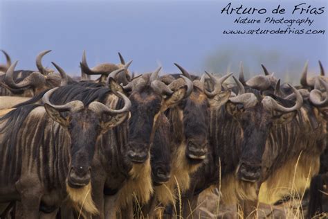 B Arturo De Frias Wildlife Photography B Wildebeests