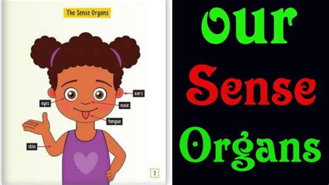 Our Sense Organs Evs Class 1 And2 Human Sense Of Organs And