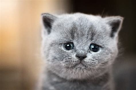 Do Cats Cry What To Do About A Crying Cat Ilearneverything