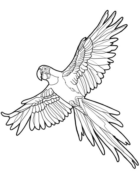 Colouring Page Macaw Parrot Coloringpageca