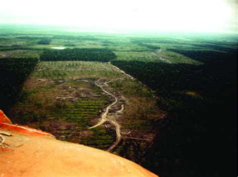 The Industrial Cuttings Of Forest In The Area Between The Severnaya