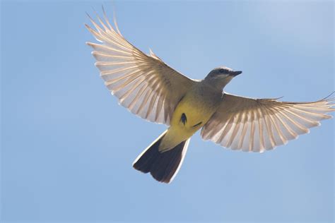 Flying Mockingbird Photograph By Peggy Blackwell
