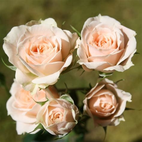 Jana Spray Roses Florabundance Wholesale Flowers