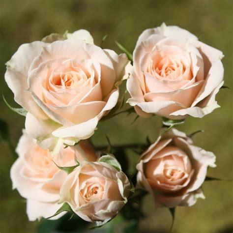 Maybe you would like to learn more about one of these? Jana Spray Roses | Florabundance Wholesale Flowers