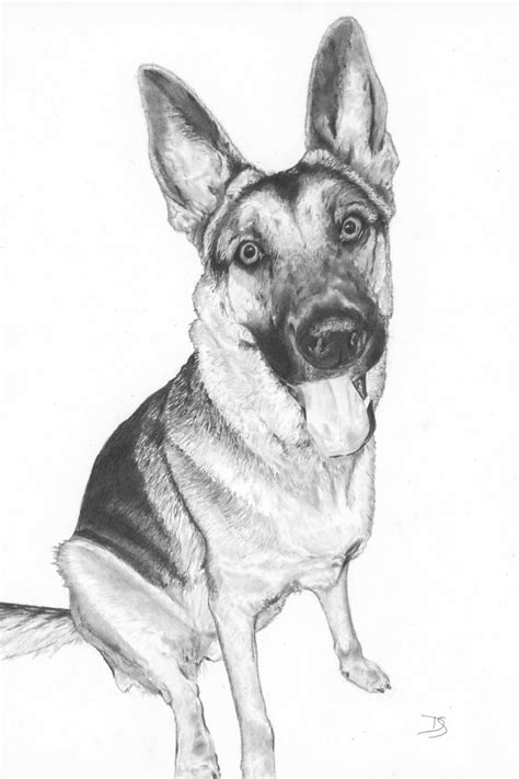 Pencil German Shepherd Portrait In 2023 Pet Portraits Custom Pet