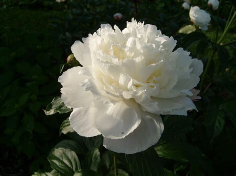 White Peony 4 Free Photo Download Freeimages