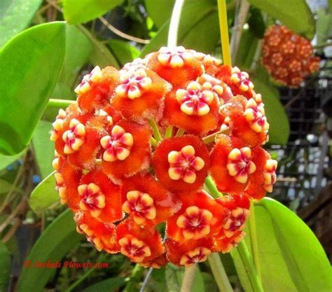 We did not find results for: 17 Best images about Vines in the Philippines on Pinterest ...