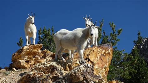 Rocky Mountain Goats In Utah Youtube