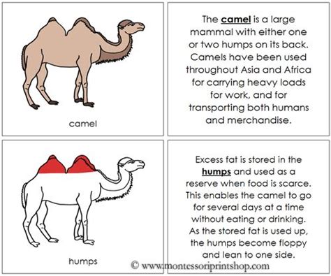 Camels have many adaptations that allow them to live successfully in desert conditions. Pin on Zoology Nomenclature (in Red)
