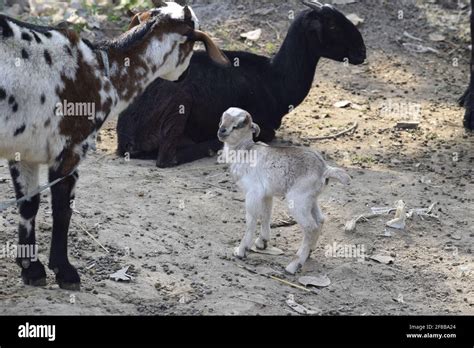 Goat And Baby Goat Communicating To Each Other Patara India Stock