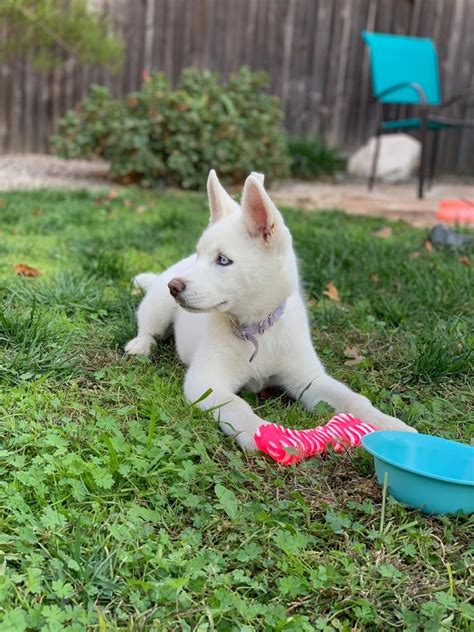 Alaskan Husky Puppies For Sale Elk Grove Ca 316302