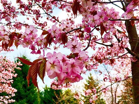 Seasonal Sapporo Area Cherry Blossom Tour Travel Hokkaido