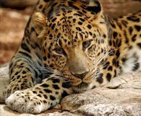 10 Facts About Amur Leopards Fact File