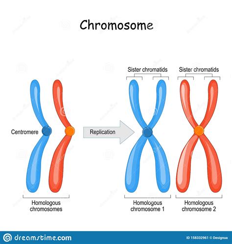 Uma Característica Genética Recessiva Presente No Cromossomo Y