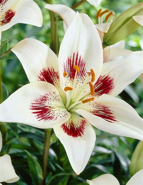 Striking White Asiatic Lily With Maroon Red Centers And Speckles