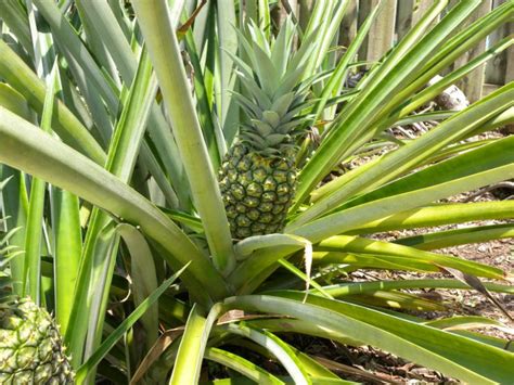 Growing Pineapples In South Florida