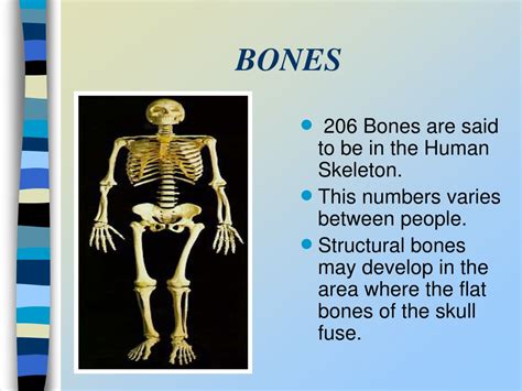 Ppt Bones Powerpoint Presentation Free Download Id9541407