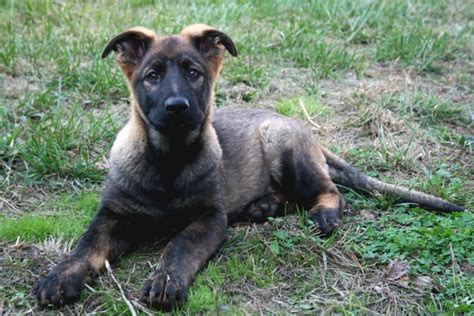 Misty Female Black Sable German Shepherd Favorite Dog Breeds Pint