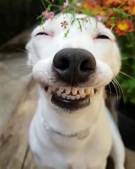 This Dogs Smile Will Make Your Day Smiling Animals Smiling Dogs