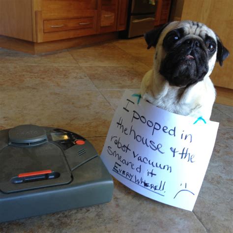 15 Guilty Pugs Being Shamed For Their Pug Crimes Beopeo