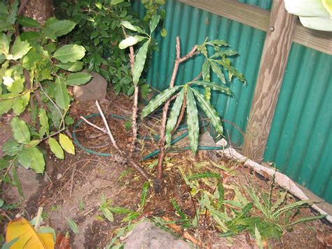 Allows for care, maintenance, and harvest all from the. Forum: Dwarf Peach Tree - Getting Fruit