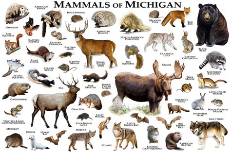 Mammals Of Michigan Poster Print Michigan Mammals Field Guide