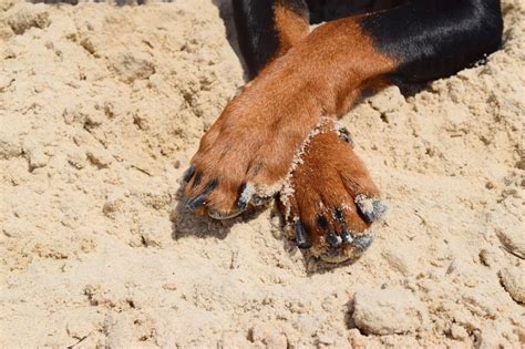 Welcome to four muddy paws! Help! My Dog's Paws Are Red | Canna-Pet®