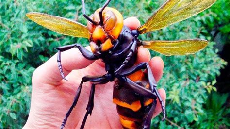 The Deadliest Insects On Earth 10 Top Buzz