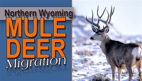 Northern Wyoming Mule Deer Migration Eastmans Official Blog Mule