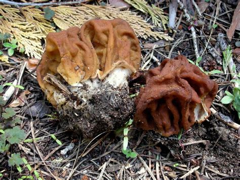 Gyromitra Gigas The Ultimate Mushroom Guide