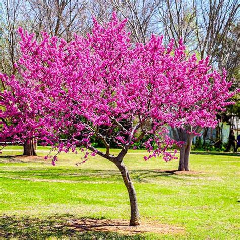 Oklahoma Redbud Trees For Sale