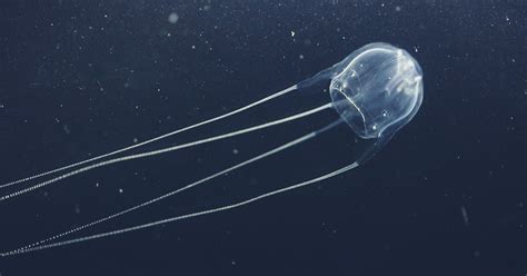 Irukandji Jellyfish Sting Sting Effects And Irukandji Syndrome