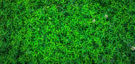 Green Leaf 4k Wallpaper
