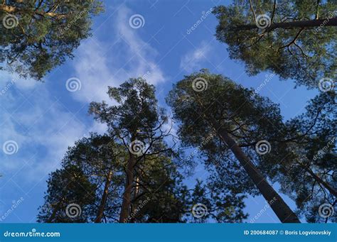 Pine Trees Blue Sky Background Stock Image Image Of Forest Trees