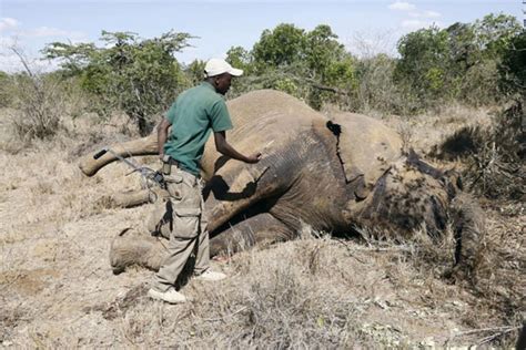 Poachers Kill Rare Giant Elephant In Tsavo Nation