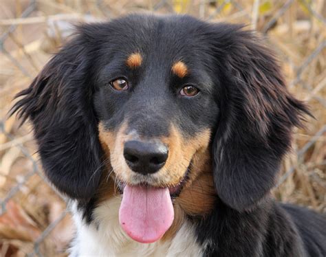 Bernese Mountain Dog German Shepherd Mix Puppies 24 Best My Dog