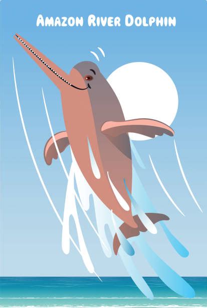 River Dolphin Illustrations Royalty Free Vector Graphics And Clip Art