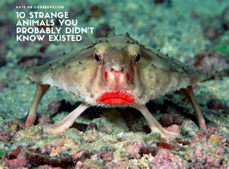 10 Strange Animals You Probably Didnt Know Existed Kate On Conservation