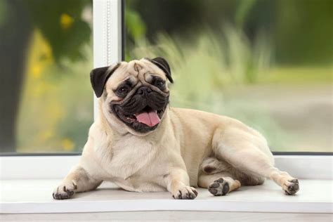 Fawn Pug Facts Genetics Puppy Price And Faqs With Pictures