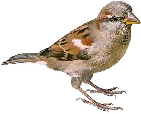 House Sparrow Png Images Transparent Free Download Pngmart