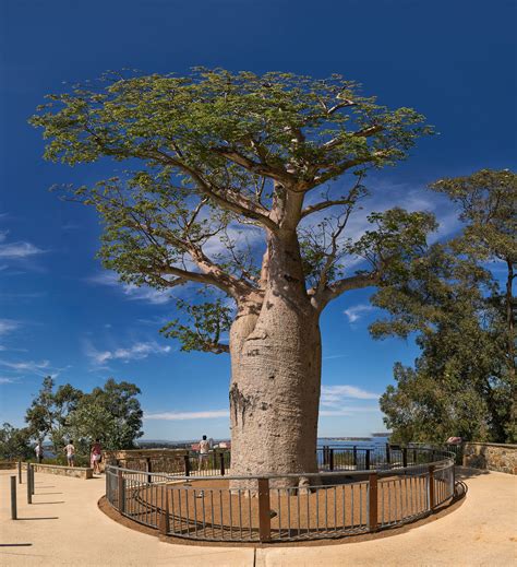 Boab Baobab Tree Botanical Gardens Baobab