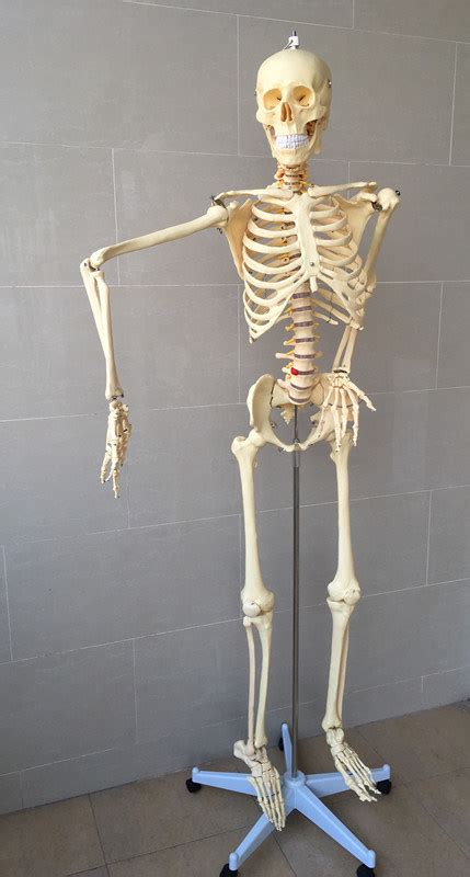 Human Skeleton Anatomy Medical Teaching Model China Human Skeleton