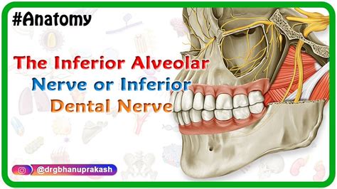 Inferior Alveolar Nerve Or Inferior Dental Nerve Animation Anatomy Of