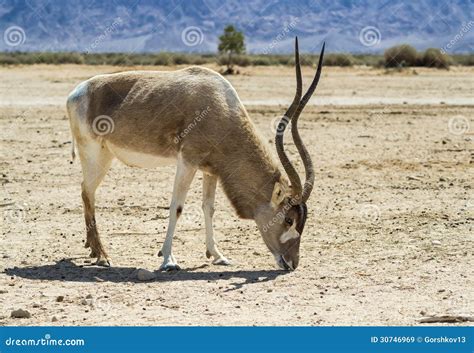 The Antelope Addax In Israeli Nature Reserve Stock Image Image 30746969
