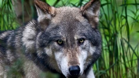 Animal Wolf 12 4k Hd Animals Wallpapers Hd Wallpapers Id 35724