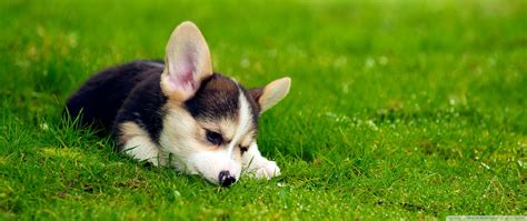 Looking for the best wallpapers? Corgi Puppies Wallpaper (54+ images)